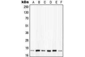 Western blot analysis of PIN1 (pS16) expression in HeLa insulin-treated (A), K562 (B), NIH3T3 (C), Raw264. (PIN1 Antikörper  (N-Term, pSer16))