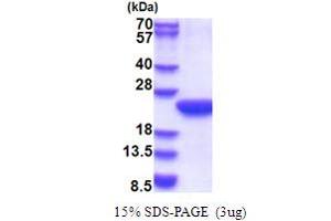SDS-PAGE (SDS) image for Polymerase (RNA) II (DNA Directed) Polypeptide F (POLR2F) (AA 1-127) protein (His tag) (ABIN5853661) (POLR2F Protein (AA 1-127) (His tag))