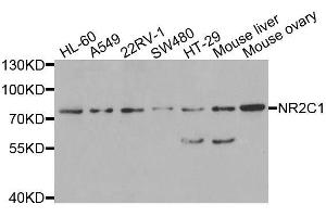 Western blot analysis of extracts of various cell lines, using NR2C1 antibody. (NR2C1 Antikörper  (AA 1-240))