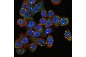 Immunofluorescence analysis of HepG2 cells using SMN1 mouse mAb (green).