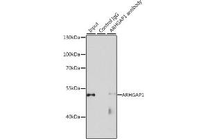 Immunoprecipitation analysis of 200 μg extracts of HeLa cells, using 3 μg  antibody (ABIN1678739, ABIN3018026, ABIN3018027 and ABIN6220339). (ARHGAP1 Antikörper  (AA 210-439))
