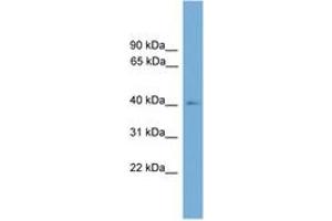 Image no. 1 for anti-Theg Spermatid Protein (THEG) (AA 143-192) antibody (ABIN6745549) (THEG Antikörper  (AA 143-192))