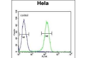 ADCY4 Antibody (Center) (ABIN653832 and ABIN2843098) flow cytometric analysis of Hela cells (right histogram) compared to a negative control cell (left histogram). (ADCY4 Antikörper  (AA 415-441))