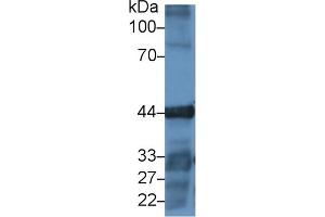 Detection of ACTG in Human A549 cell lysate using Polyclonal Antibody to Gamma Actin (ACTG) (Actin, gamma 1 Antikörper  (AA 1-375))