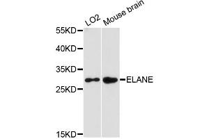 Western blot analysis of extracts of various cell lines, using ELANE antibody. (ELANE Antikörper)