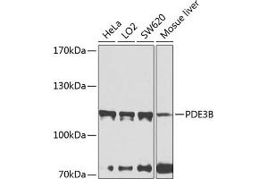 Western blot analysis of extracts of various cell lines, using PDE3B antibody (ABIN6132468, ABIN6145348, ABIN6145349 and ABIN6224510) at 1:1000 dilution. (PDE3B Antikörper  (AA 400-660))