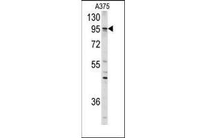 Western blot analysis of anti-AXL Antibody in A375 cell line lysates (35ug/lane). (AXL Antikörper)
