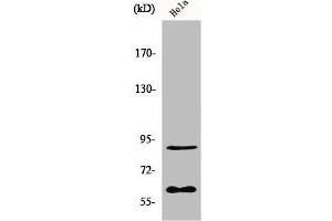 Western Blot analysis of HepG2 cells using ERF Polyclonal Antibody (ERF Antikörper)