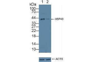 Western Blotting (WB) image for anti-DnaJ (Hsp40) Homolog, Subfamily B, Member 1 (DNAJB1) (AA 2-340) antibody (ABIN7432811)