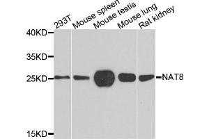 Western blot analysis of extracts of various cells, using NAT8 antibody. (NAT8 Antikörper)