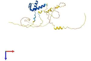BARX1 Protein (AA 1-254) (His tag)