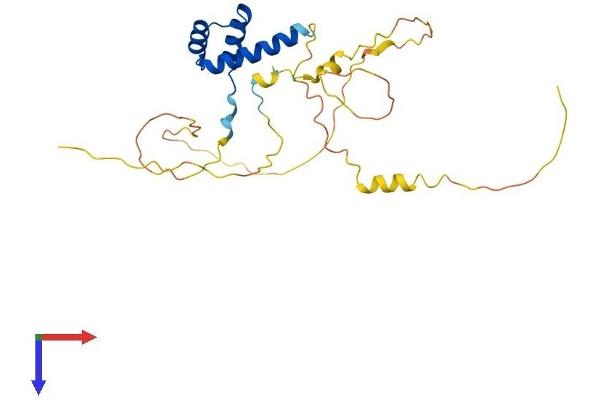 BARX1 Protein (AA 1-254) (His tag)