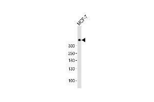 Western Blotting (WB) image for anti-Protein Kinase, DNA-Activated, Catalytic Polypeptide (PRKDC) (AA 4075-4104), (C-Term) antibody (ABIN6243168)