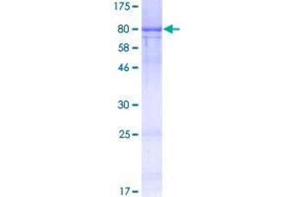 CoREST Protein (AA 1-482) (GST tag)