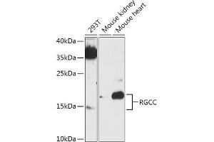 RGC32 antibody