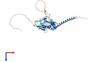 Schlafen-Like 1 (SLFNL1) (AA 1-410) protein (His tag)