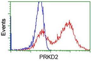 Image no. 2 for anti-Protein Kinase D2 (PKD2) antibody (ABIN1500410)