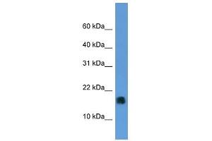 MGST1 antibody (70R-10041) used at 0. (MGST1 Antikörper  (N-Term))