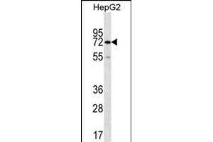 CTPS2 Antibody (C-term) (ABIN656954 and ABIN2846140) western blot analysis in HepG2 cell line lysates (35 μg/lane). (CTPS2 Antikörper  (C-Term))