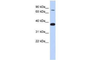 Western Blotting (WB) image for anti-Zinc Finger Protein 526 (ZNF526) antibody (ABIN2457931) (ZNF526 Antikörper)