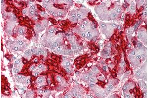 Rabbit Anti-ANXA4 antibody  Formalin Fixed Paraffin Embedded Tissue: Human Adult Pancreas  Observed Staining: Cytoplasm in hepatocytes Primary Antibody Concentration: 1:600 Secondary Antibody: Donkey anti-Rabbit-Cy3 Secondary Antibody Concentration: 1:200 Magnification: 20X Exposure Time: 0. (Annexin IV Antikörper  (Middle Region))