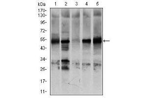 Image no. 8 for anti-Nuclear Receptor Subfamily 6, Group A, Member 1 (NR6A1) antibody (ABIN1491624) (NR6A1 Antikörper)