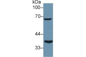Western Blotting (WB) image for anti-Dihydrolipoyl Transacetylase (DLAT) (AA 368-626) antibody (ABIN7432412)