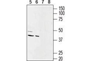 Western blot analysis of rat (lanes 5 and 7) and mouse (lanes 6 and 8) heart membranes:5,6. (Gap Junction Protein, alpha 1, 43kDa (GJA1) Peptid)