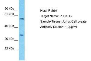 Host: Rabbit Target Name: PLCXD3 Sample Type: Jurkat Whole Cell lysates Antibody Dilution: 1. (PLCXD3 Antikörper  (C-Term))