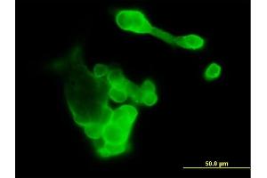 Immunofluorescence of purified MaxPab antibody to EFNA3 on 293 cell. (Ephrin A3 Antikörper  (AA 1-238))