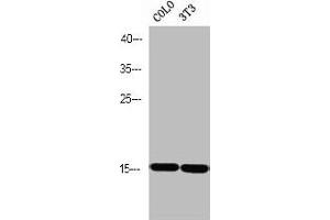 Western blot analysis of COLO 3T3 using p-PEA-15 (S116) antibody. (PEA15 Antikörper  (pSer116))