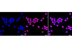 Immunocytochemical staining of HeLa cells with Phospho-Nrf2 (S40) antibody (ABIN7799630), 1:1,000). (Rekombinanter NRF2 Antikörper  (pSer40))