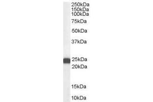 Image no. 1 for anti-BCL2-Associated Athanogene 2 (BAG2) (C-Term) antibody (ABIN374110) (BAG2 Antikörper  (C-Term))
