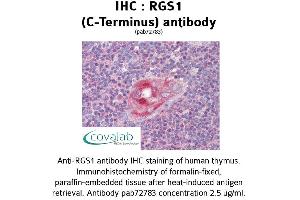 Image no. 2 for anti-Regulator of G-Protein Signaling 1 (RGS1) (C-Term) antibody (ABIN1738849) (RGS1 Antikörper  (C-Term))