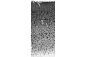 Adult rat neocortex immunohistochemistry. (STMN2 Antikörper  (C-Term))