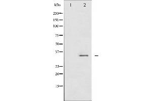 Western blot analysis of CDC2 phosphorylation expression in HepG2 whole cell lysates,The lane on the left is treated with the antigen-specific peptide. (CDK1 Antikörper  (pTyr15))