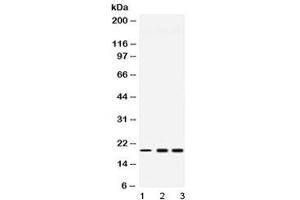 Western blot testing of 1) rat liver, 2) human HeLa and 3) human U-2 OS lysate with PC4 antibody at 0. (SUB1 Antikörper  (AA 96-127))