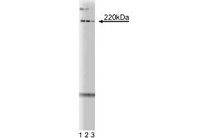 Western blot analysis of Pericentrin on mouse neonate lysate. (PCNT Antikörper  (AA 1692-1814))