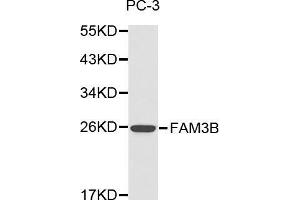 Western blot analysis of PC-3 cell lysate using FAM3B antibody. (FAM3B Antikörper  (AA 30-235))