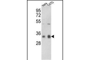 Western blot analysis of hP1CC- (ABIN392846 and ABIN2842268) in Hela, T47D cell line lysates (35 μg/lane). (PPP1CC Antikörper  (C-Term))