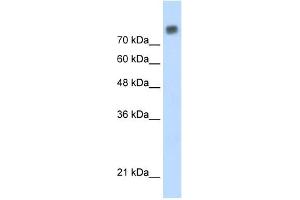 MCM6 antibody used at 0. (MCM6 Antikörper  (C-Term))