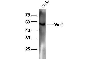 Mouse brain lysates probed with Rabbit Anti-Wnt1 Polyclonal Antibody, Unconjugated  at 1:5000 for 90 min at 37˚C.
