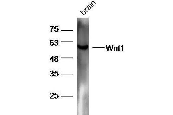 WNT1 Antikörper  (AA 251-350)