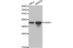 Western blot analysis of extracts of various cell lines, using ANXA1 antibody. (Annexin a1 Antikörper)