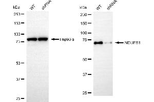 Western blotting analysis using NDUFS1 antibody (ABIN7799555).