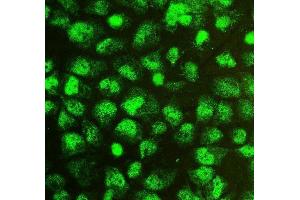 IF analysis of SOX15 using anti-SOX15 antibody (ABIN6719624).