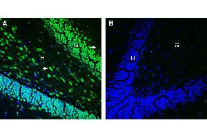 Expression of Tetraspanin 18 in mouse hippocampus. (Tetraspanin 18 Antikörper  (Extracellular))