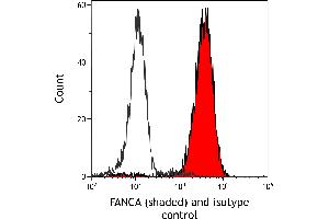 anti-Fanconi Anemia Group A Protein (FANCA) (AA 1405-1455) antibody