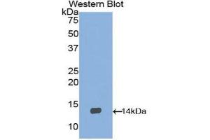 Western Blotting (WB) image for anti-Brain-Derived Neurotrophic Factor (BDNF) (AA 134-238) antibody (ABIN1171946) (BDNF Antikörper  (AA 134-238))