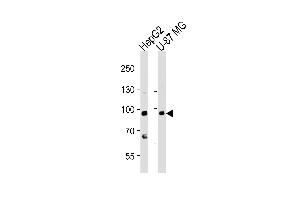 Western blot analysis of lysates from HepG2, U-87 MG cell line (from left to right), using URG4 Antibody (Center) (ABIN653942 and ABIN2843171).